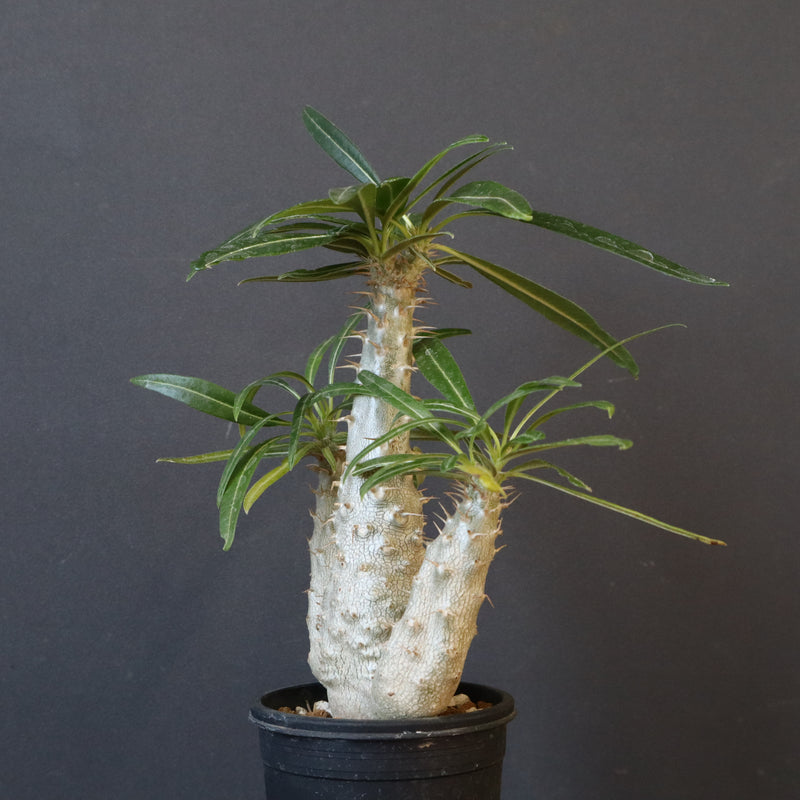 P.グラキリス（実生）420