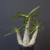 P.グラキリス（実生）420