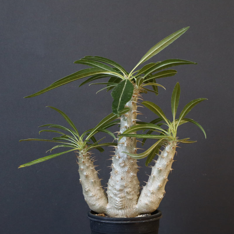 P.グラキリス（実生）420