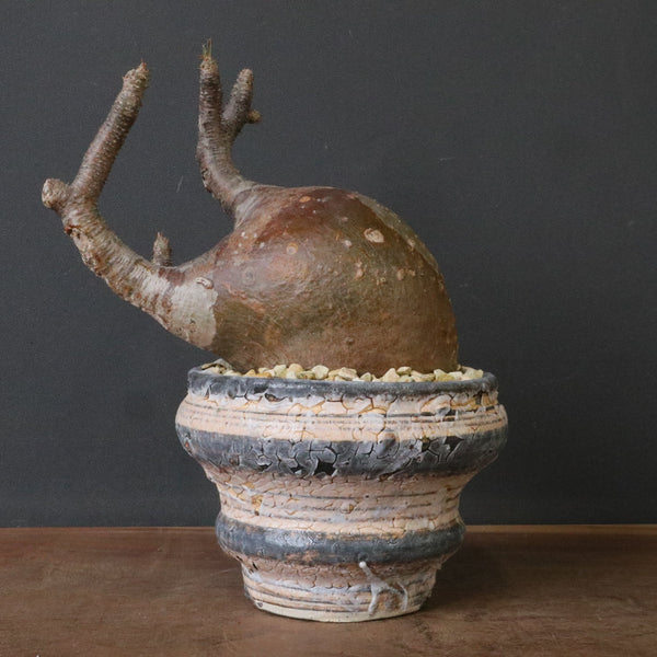 新商品 – 2ページ目 – TaiShoDo ONLINE SHOP