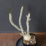 E.ワリンギアエ 3