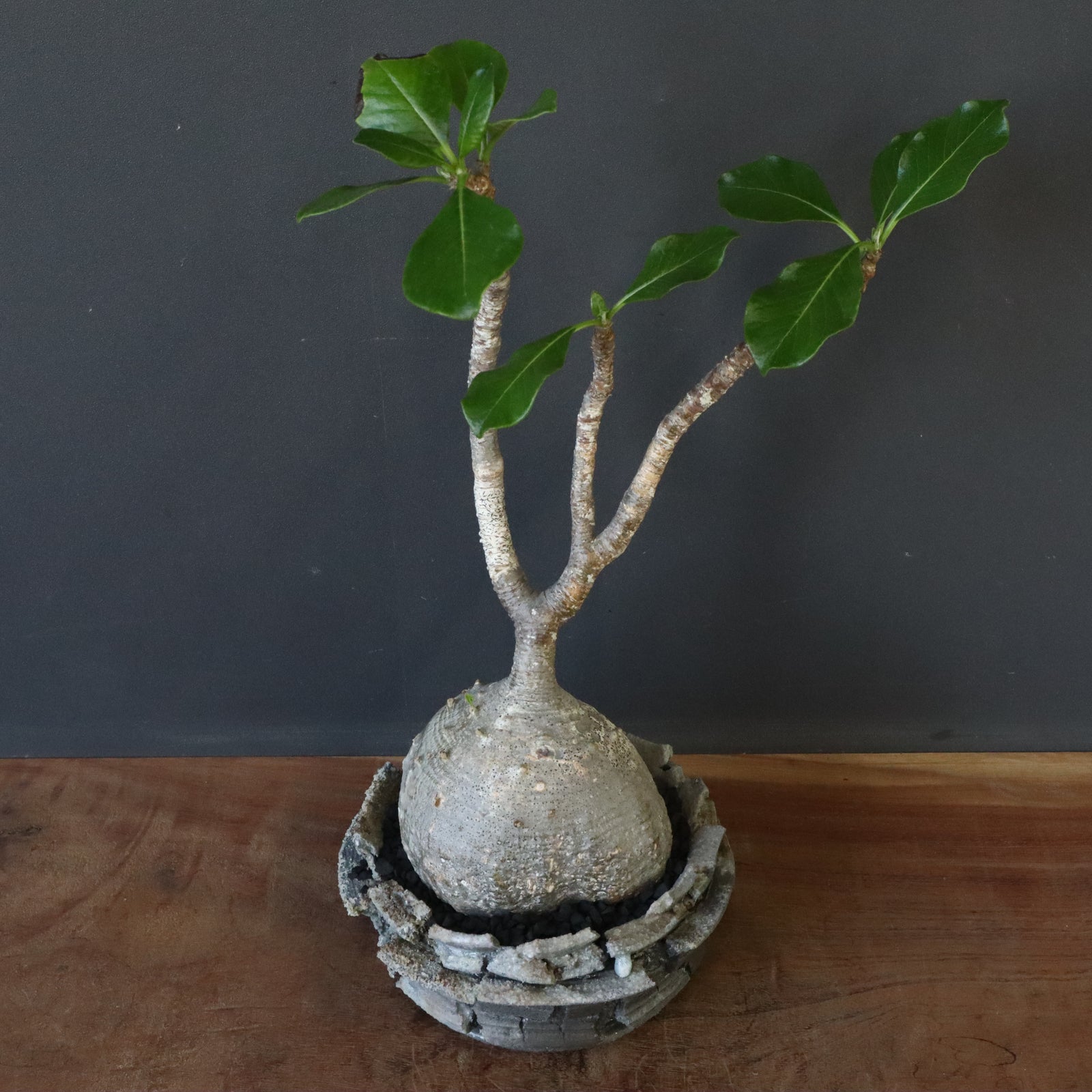 植木鉢　宮島將實 - MASAMI MIYAJIMA　 HAKUHYO　② 植木鉢宮島將實 - MASAMI MIYAJIMA HAKUHYO②