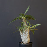 P.グラキリス（実生）420