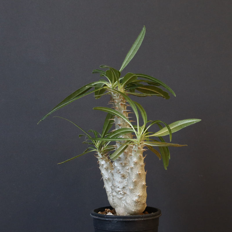 P.グラキリス（実生）420