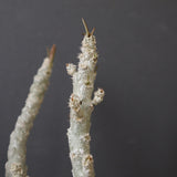 E.ワリンギアエ 3