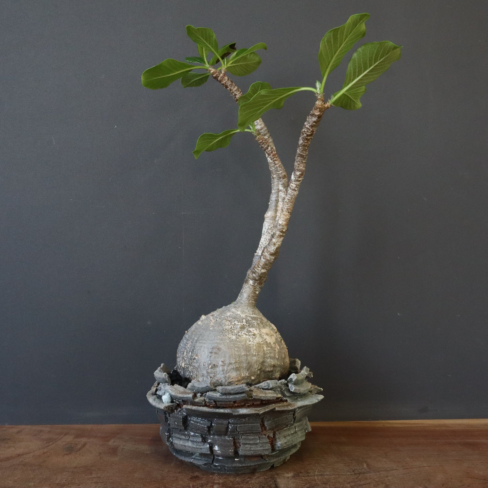 植木鉢　宮島將實 - MASAMI MIYAJIMA　 HAKUHYO　② MASAMI MIYAJIMA/宮島將實 – ハチラボ