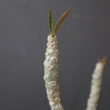 E.ワリンギアエ 3