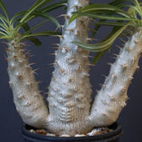 P.グラキリス（実生）420