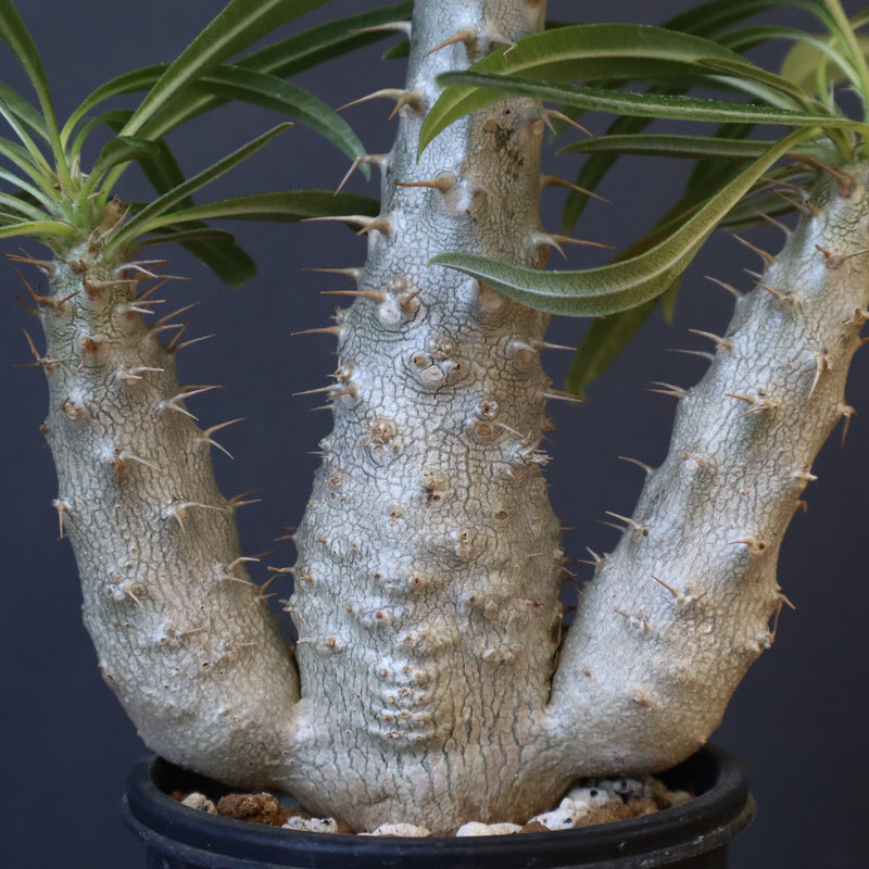 P.グラキリス（実生）420