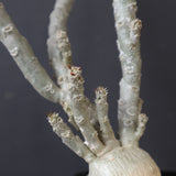 E.ワリンギアエ 3