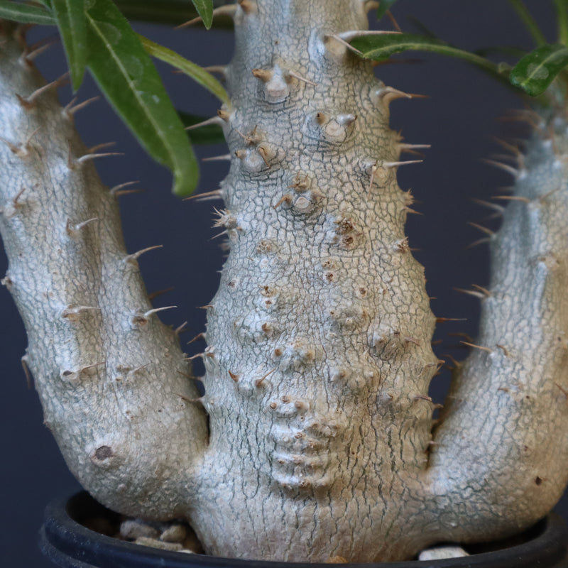 P.グラキリス（実生）420