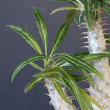 P.グラキリス（実生）420