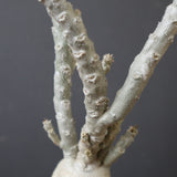 E.ワリンギアエ 3