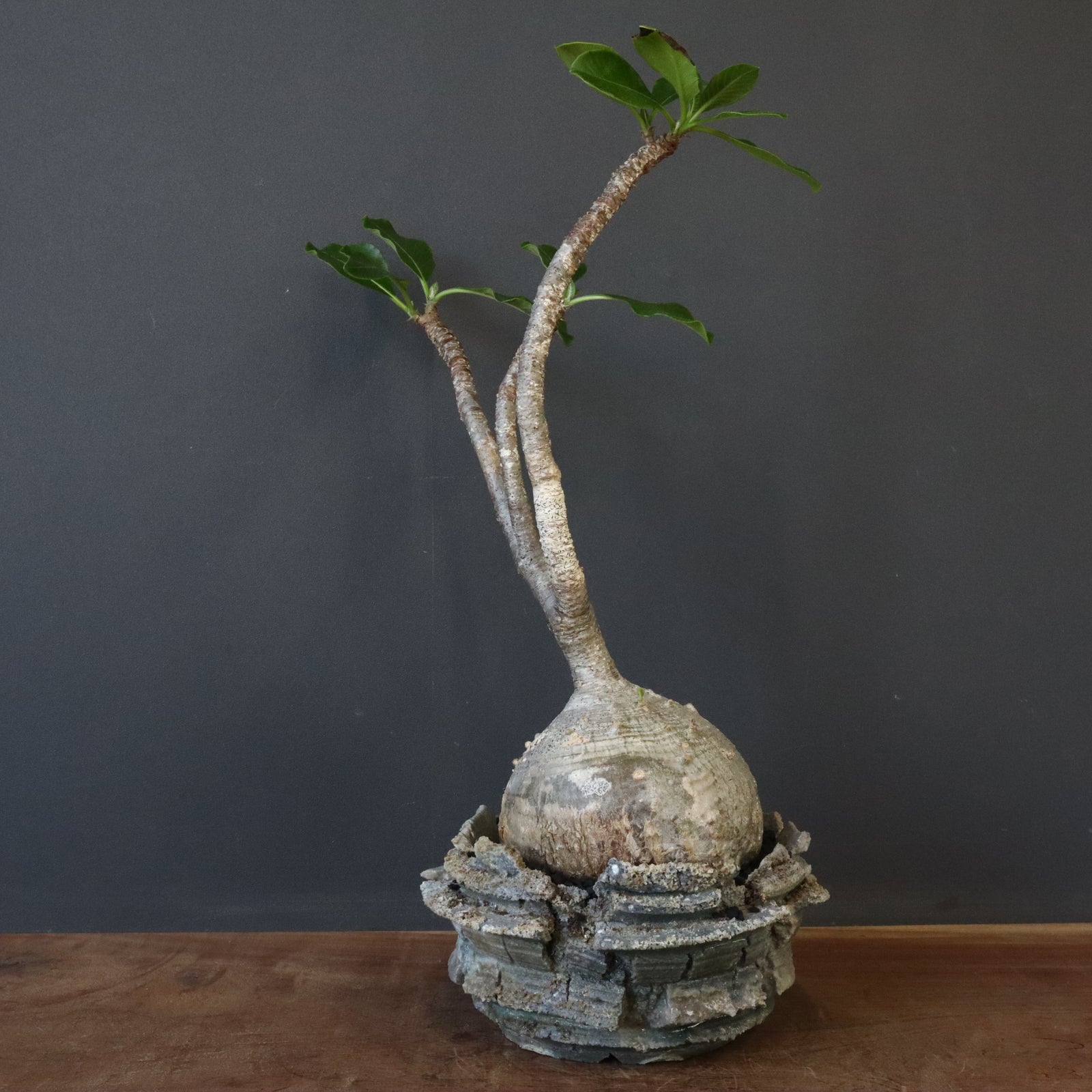 植木鉢　宮島將實 - MASAMI MIYAJIMA　 HAKUHYO　② MASAMI MIYAJIMA/宮島將實 – ハチラボ