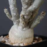 E.ワリンギアエ 3