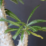 P.グラキリス（実生）420