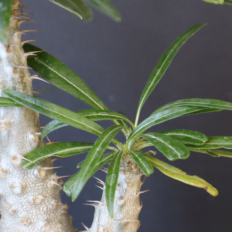 P.グラキリス（実生）420