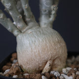 E.ワリンギアエ 3