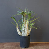 P.グラキリス（実生）207