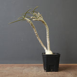 E.ワリンギアエ 9