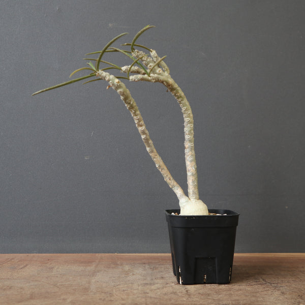 ユーフォルビア – TaiShoDo ONLINE SHOP
