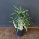 P.グラキリス（実生）207