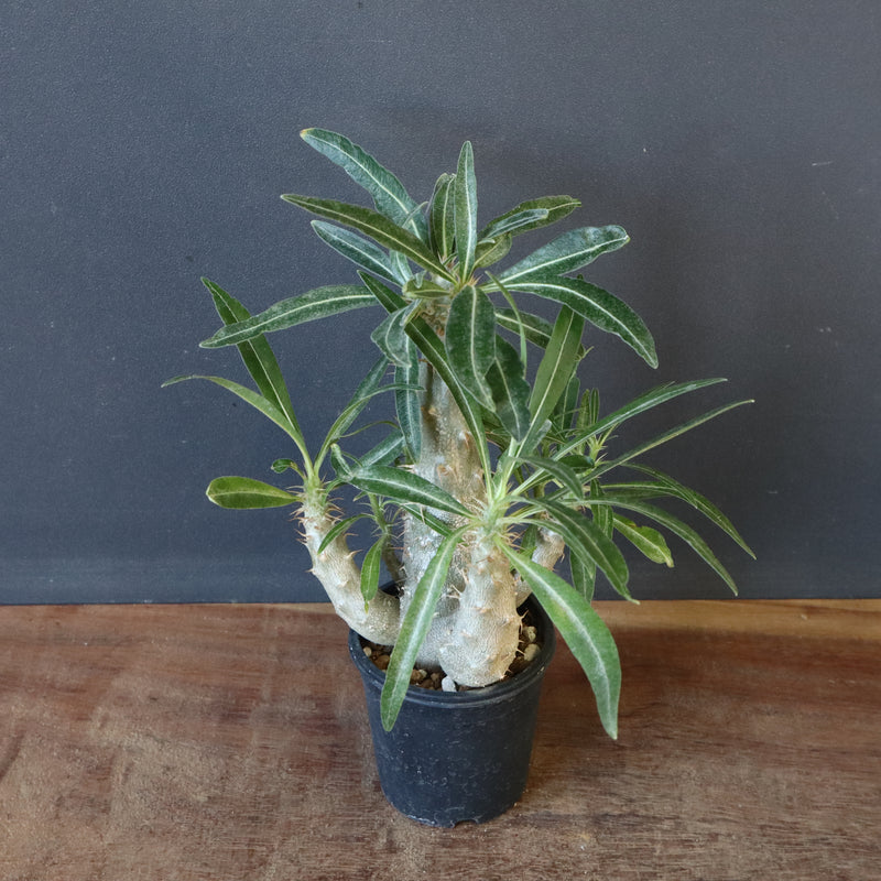 P.グラキリス（実生）207