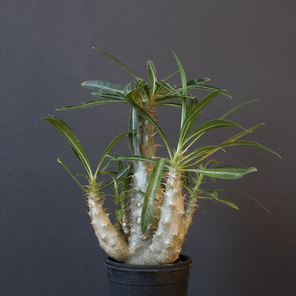 P.グラキリス（実生）207