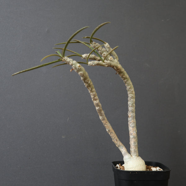 ユーフォルビア – TaiShoDo ONLINE SHOP