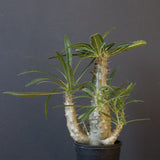 P.グラキリス（実生）207