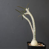 E.ワリンギアエ 9