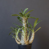 P.グラキリス（実生）207