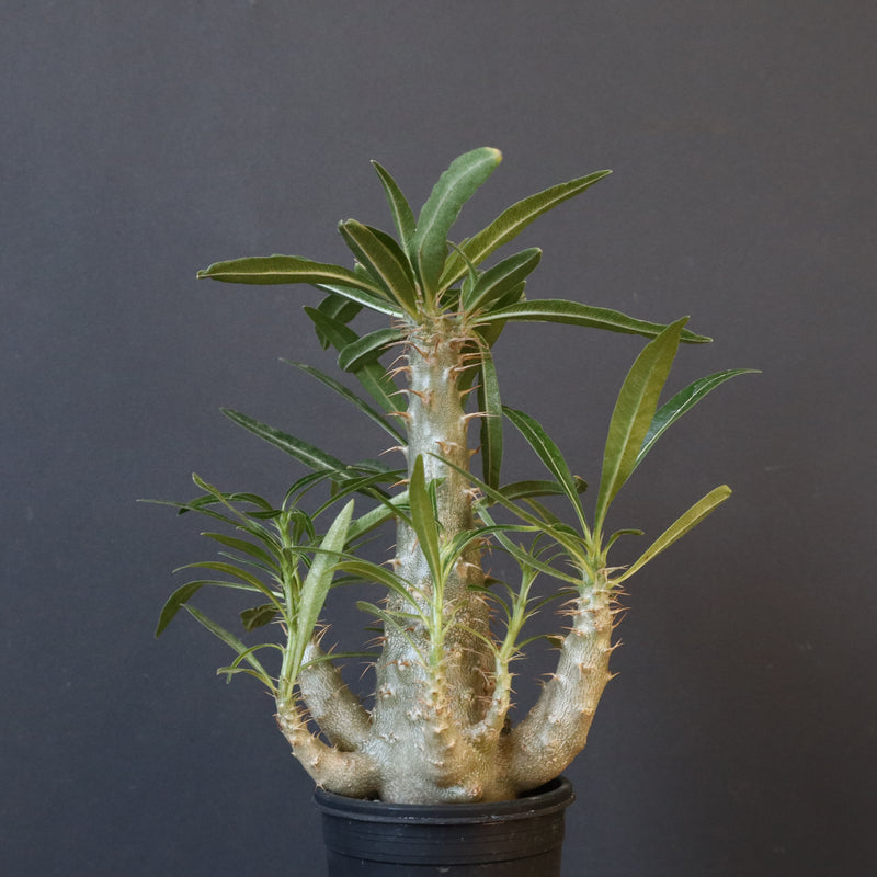 P.グラキリス（実生）207