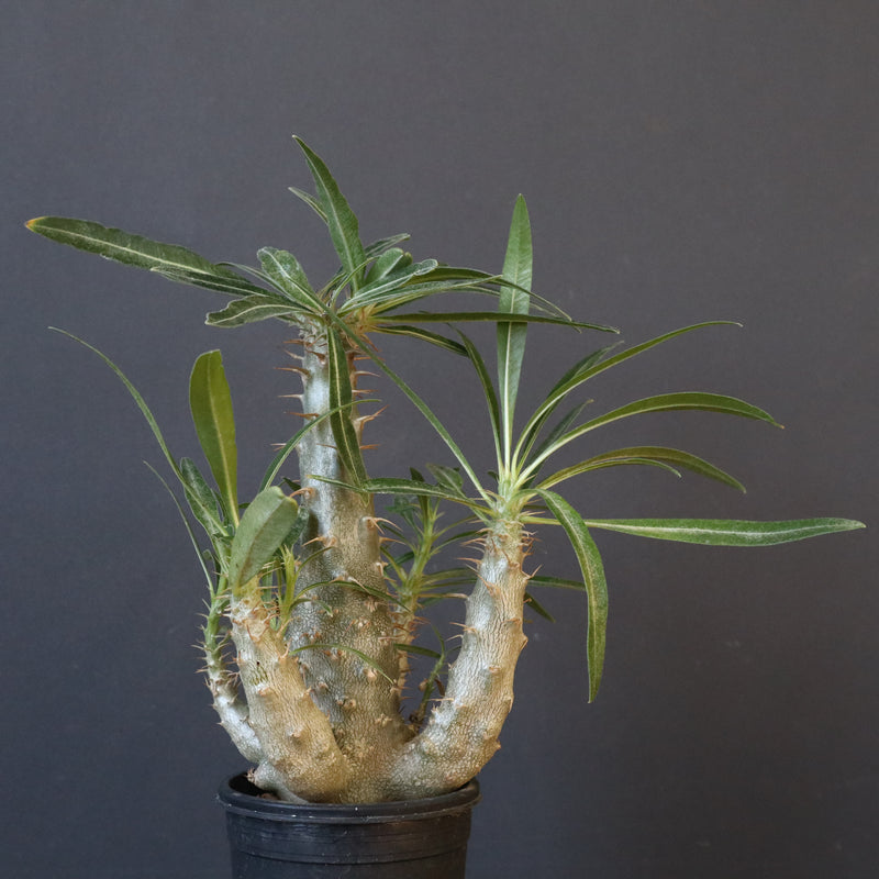 P.グラキリス（実生）207