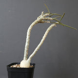 E.ワリンギアエ 9