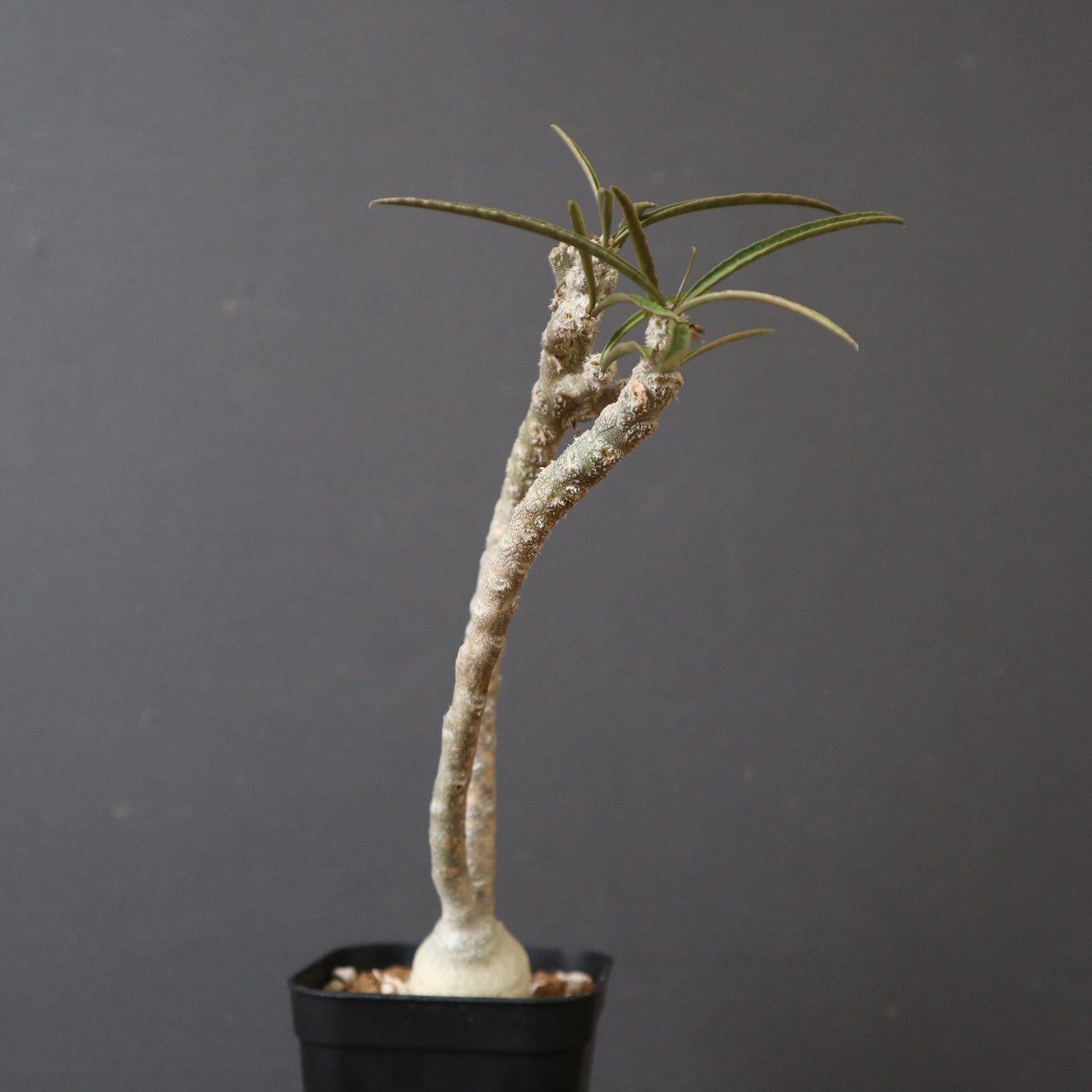E.ワリンギアエ（実生） 9 – TaiShoDo ONLINE SHOP