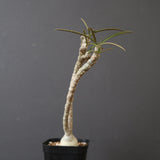 E.ワリンギアエ 9