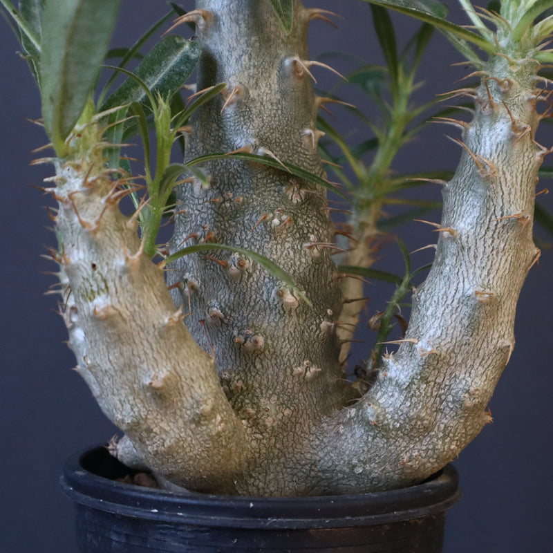 P.グラキリス（実生）207