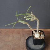 E.ワリンギアエ 9