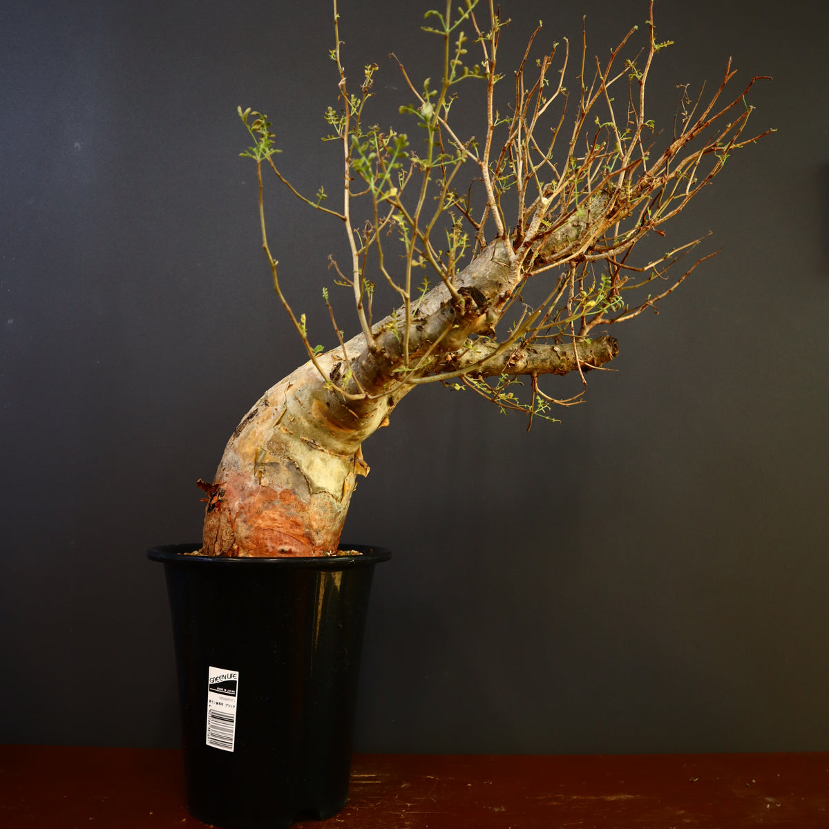 塊根植物 – 18ページ目 – TaiShoDo ONLINE SHOP