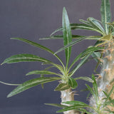 P.グラキリス（実生）207