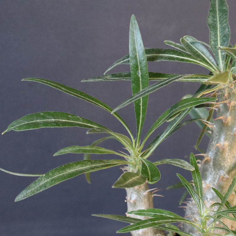 P.グラキリス（実生）207