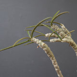 E.ワリンギアエ 9