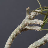 E.ワリンギアエ 9