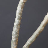 E.ワリンギアエ 9