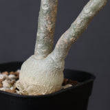 E.ワリンギアエ 9