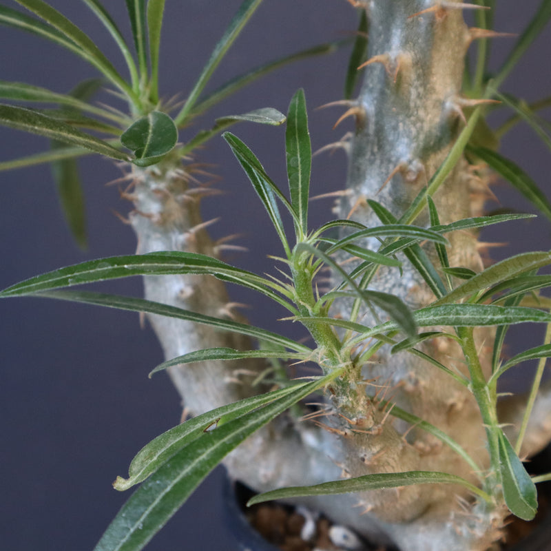 P.グラキリス（実生）207