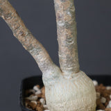 E.ワリンギアエ 9