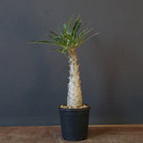 P.グラキリス（実生）403