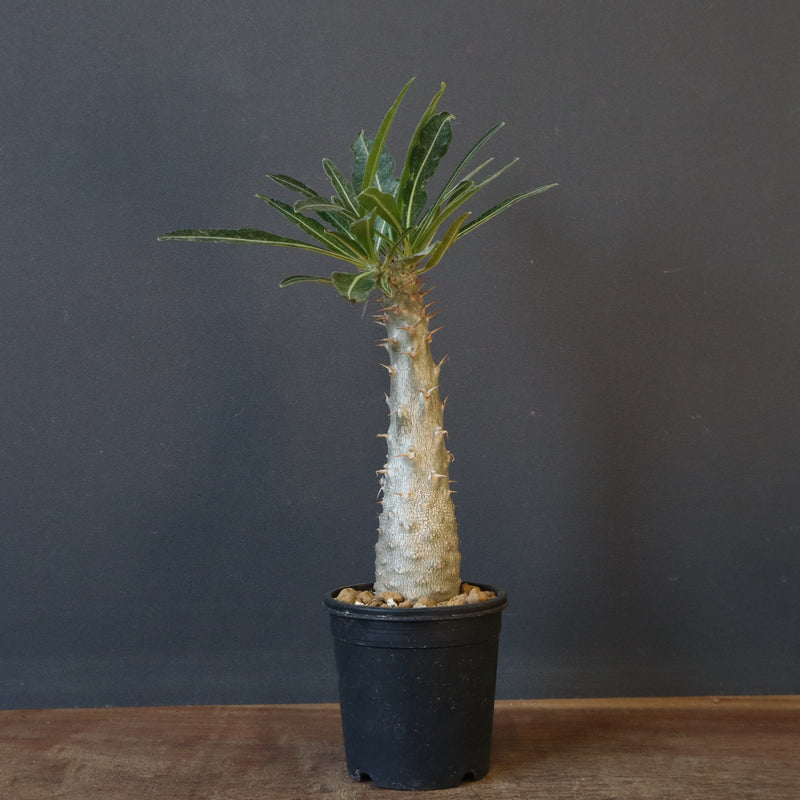 P.グラキリス（実生）403